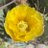 az_cactusflower