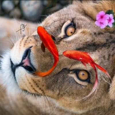 Persianlionesss Profile Picture