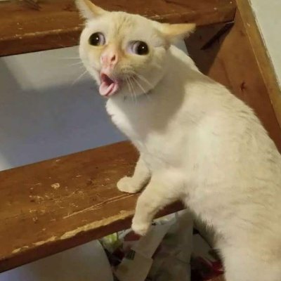 Coughing Cat