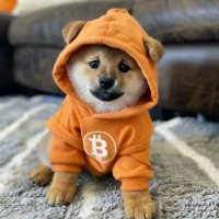 Juany $DOG 🧡 OKX (@cryptojuany) 's Twitter Profile