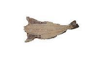 BacalaoCuisine Profile Picture