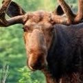 I like moose :3