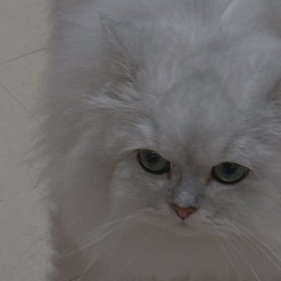 lacojoshi's profile picture. 猫ちゃんが好きすぎるひとです