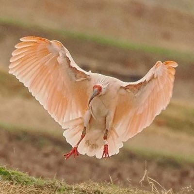 梅弁慶の日常