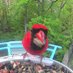 Birds on the feeder (@duckwranagler) Twitter profile photo