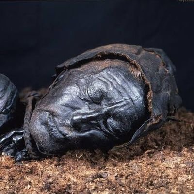 DodgerWilco's profile picture. Triller klodser