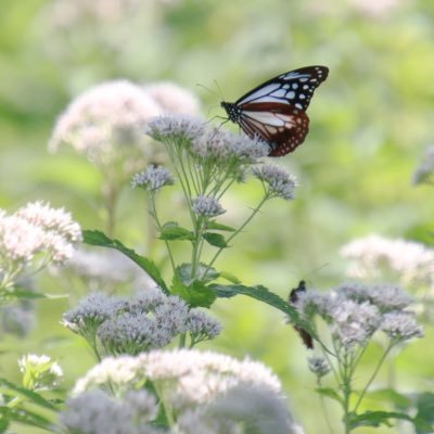 iroha_counselor's profile picture. 社会福祉士/精神保健福祉士/介護福祉士/介護支援専門員😃施設勤務経験アリ💡 ココナラ出品はじめました✌️