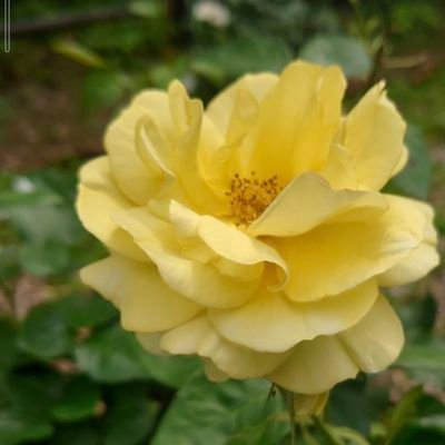 I hope the peace of the world.
I love nature. trees🌲🌳. flowers🌻.birds🦜. insects🪲.and the earth 🌏️.🌲🌲🌲🌲🥀🌾
#flower .#naturefield .#forest #england .