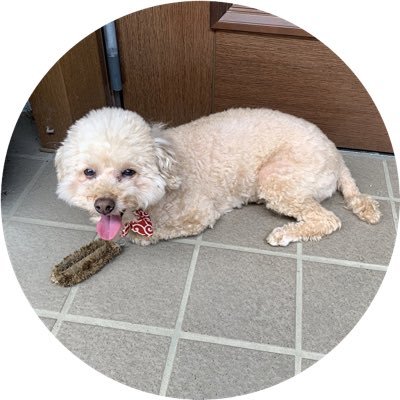 piano_nazuna's profile picture. ATTiC ROOM住人sumika愛強め 、BUMPリスナー 、山田組🍩、先天性弱視、音高→無名音大卒細々とピアノ教室再開、西洋占星術勉強中、ペーパー鍼灸師、トイプー溺愛中、短大生娘と大学生息子2人とも元不登校児の母、日常、無言フォロー大歓迎。