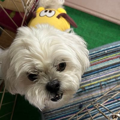 2R6LeS1p8W31749's profile picture. チワワ×シーズー🐶のミックスの男の子5月3日生まれのプルートです😊 よろしくお願いします🙏