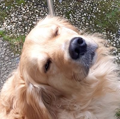 chrisandweb_'s profile picture. Hi! I am Chris. I am building Templetto - a templating webapp integrated with Figma. 

Check it out: 
https://t.co/J1yDekaXaK