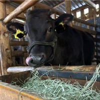 山奥の牛飼い (@rzcvlbpkpiwynga) 's Twitter Profile Photo 山奥の牛飼い (@rzcvlbpkpiwynga) 's Twitter Profile Photo
