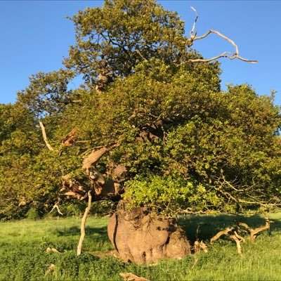 Director of @WoodlandTrust in Northern Ireland. Tweeting about woods, trees and the great outdoors. Views are my own. #WTNorthernIreland