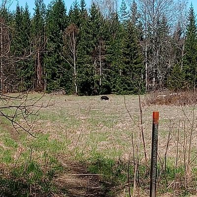 BeastPrimalK's profile picture. 