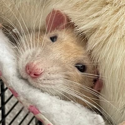 gothmunism's profile picture. ░D░U░N░E░S░ ░I░N░ ░B░I░O░