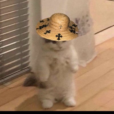 beepbeeepmeow's profile picture. 