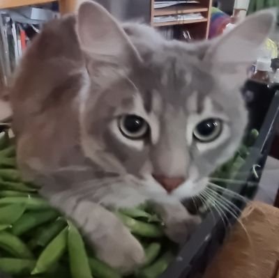 DavideLeroy1's profile picture. Wingalaxy🏁