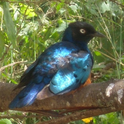 camillo_l's profile picture. 