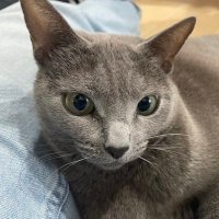 russian blue (@deepxt) 's Twitter Profile