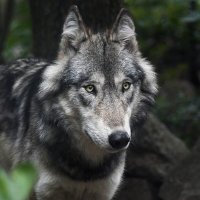 Iryi (@ireeeib) 's Twitter Profile Photo