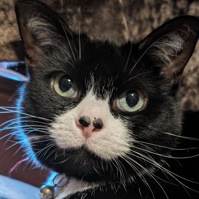 NullAPI's profile picture. Random TTAPI alt minus the crazy shit of official ya know?