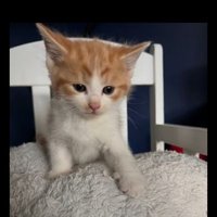 Nixnox (@nixnox112) 's Twitter Profile
