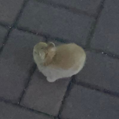 b_swan2g5's profile picture. 2n