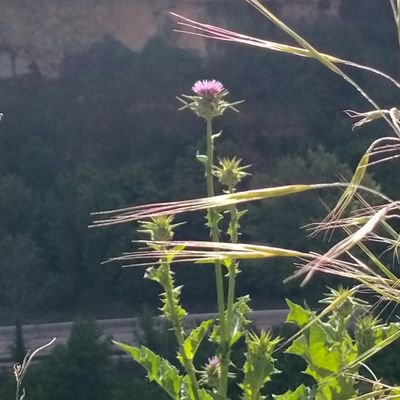 Scottish immigrant in Spain