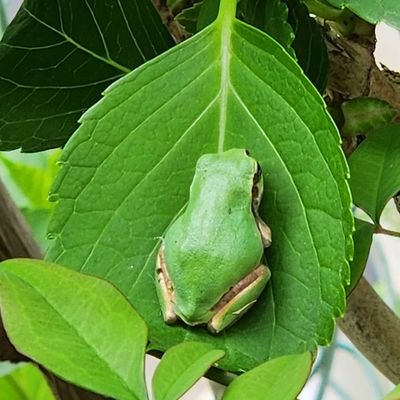 bE0hSUEnQBDFRGk's profile picture. 三島生まれで三島育ち、三島暮らしの私は、伊豆半島ジオパーク大好き姐さんです😆✌🎶