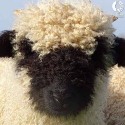sheep_Hx Profile Picture