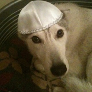 DieHund's profile picture. 