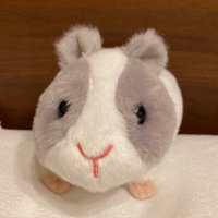 いわ🦭 (@sas_ss_so) 's Twitter Profile