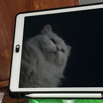 catsbutanything Profile Picture