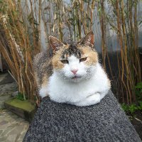 DomaniSole🌞🐕🐈 (@domanisole) 's Twitter Profile Photo DomaniSole🌞🐕🐈 (@domanisole) 's Twitter Profile Photo