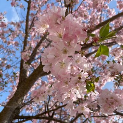 yw5aPWab6F5193's profile picture. 児童養護施設の心理士。教員免許や保育士資格も一応持ってます。日々働く中で感じたこと、考えたことを中心に呟きます。