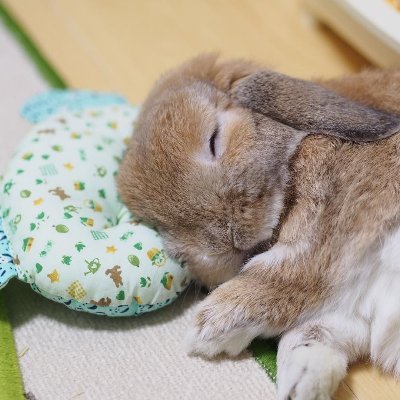 👋 heyaaa~
🎓 student and part-time blogger
🐇 i own 2 lil'bunnies ~ daisy and lily