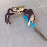 crab with knife (@crab_with_knife) 's Twitter Profile