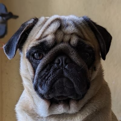adrian_pierra's profile picture. Ok desarrollador 🧑‍💻, lo sé no tengo vida 😐