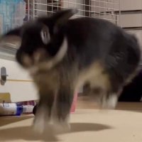 ちゃゆま (@chayuma_j) Twitter profile photo