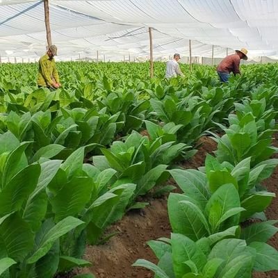 Dedicada a la producción y comercialización  de Tabaco en Rama