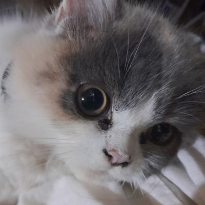 Chitoblabla's profile picture. kinda super deaf in my left ear