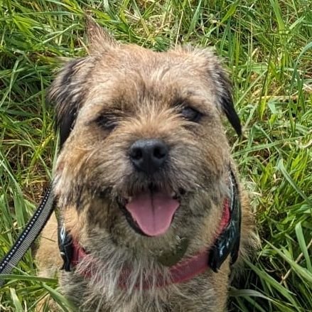 3 year old border terrier here to cause trouble!