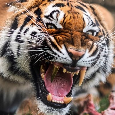 CamelCFC's profile picture. just sittin having a wee drink buddy