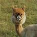 but why (@muddyalpaca) Twitter profile photo