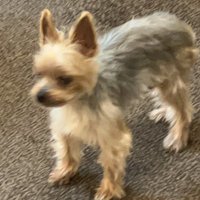 ろくしょくだんご (@dango__sanshoku) 's Twitter Profile