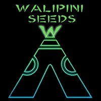 Walipini Seeds(@walipini) 's Twitter Profile Photo