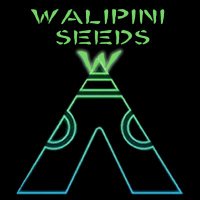 Walipini Seeds (@walipini) 's Twitter Profile