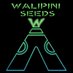 Walipini Seeds (@walipini) Twitter profile photo