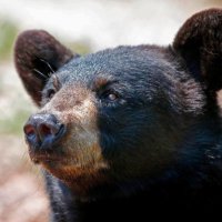 Urso Larry (@ursolarry) Twitter profile photo