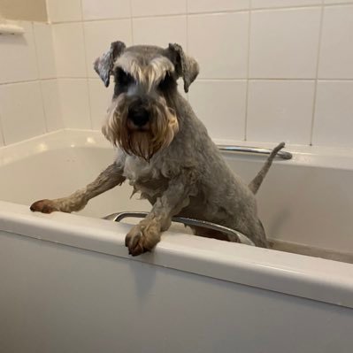 a Schnauzer that knows everything, i am in charge… !!!